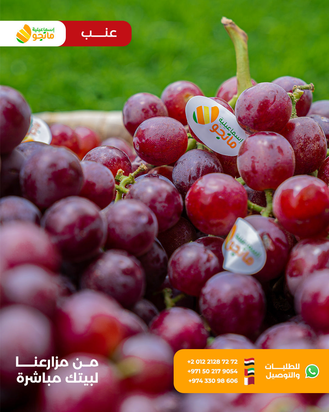 Grapes Red