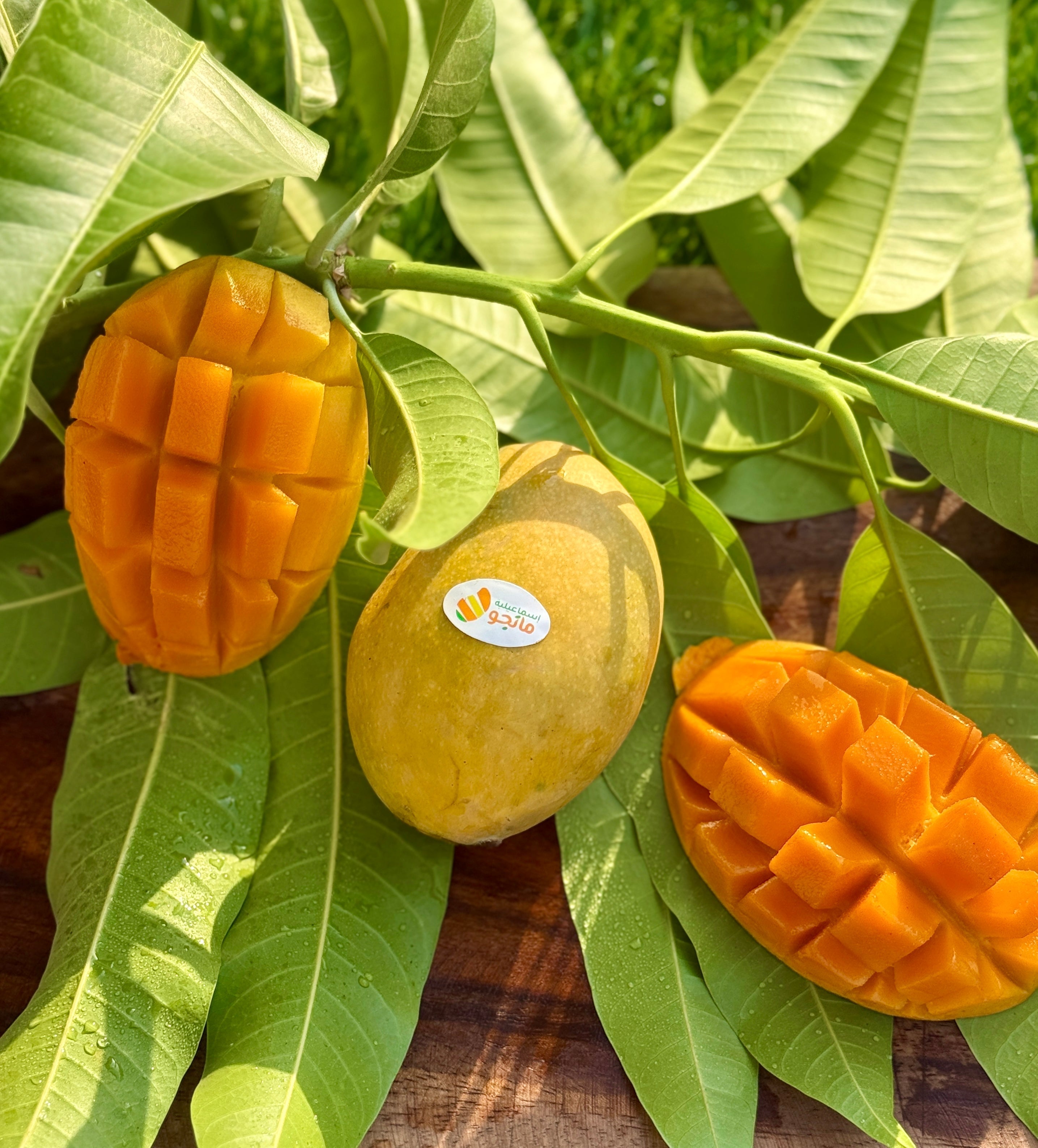 Mango Owais