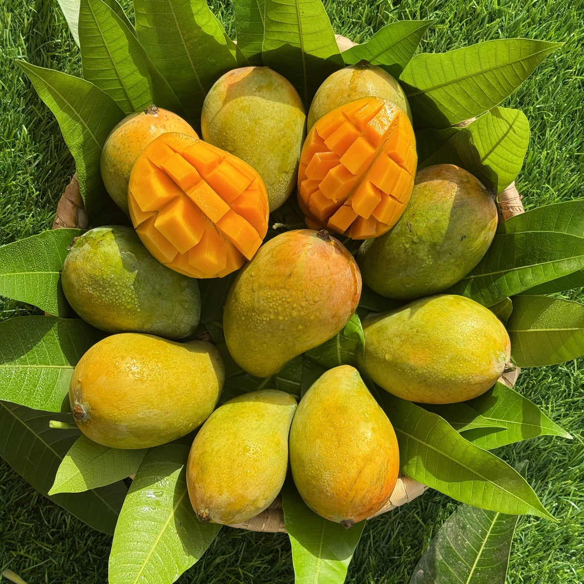 Mango Cleopatra