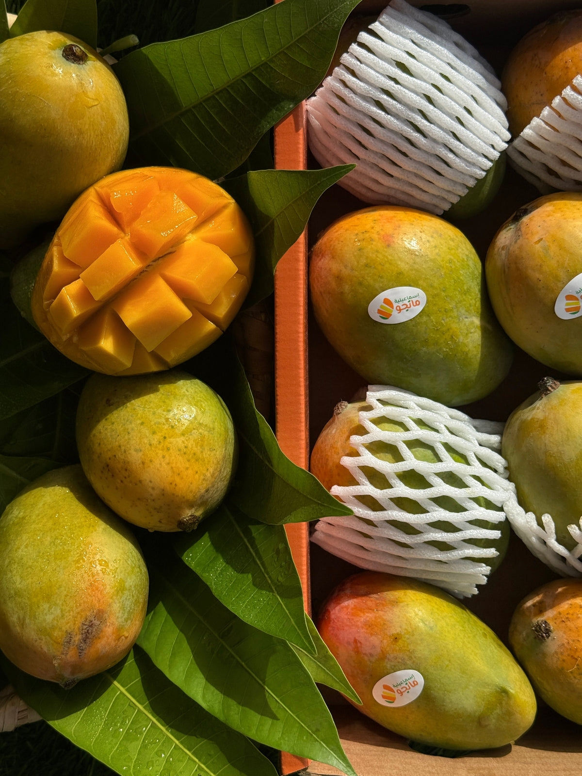 Mango Cleopatra
