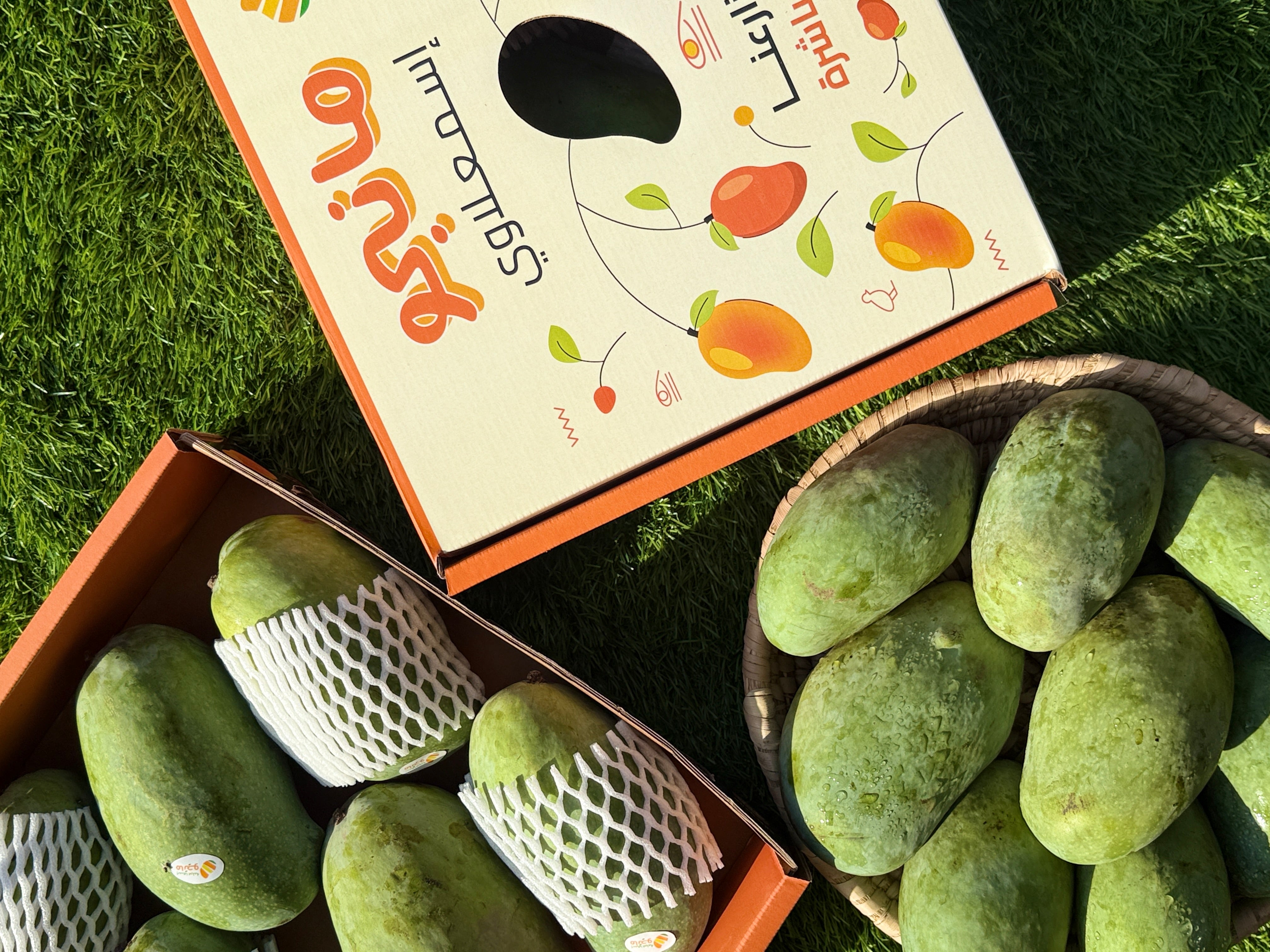 Mango Fajr