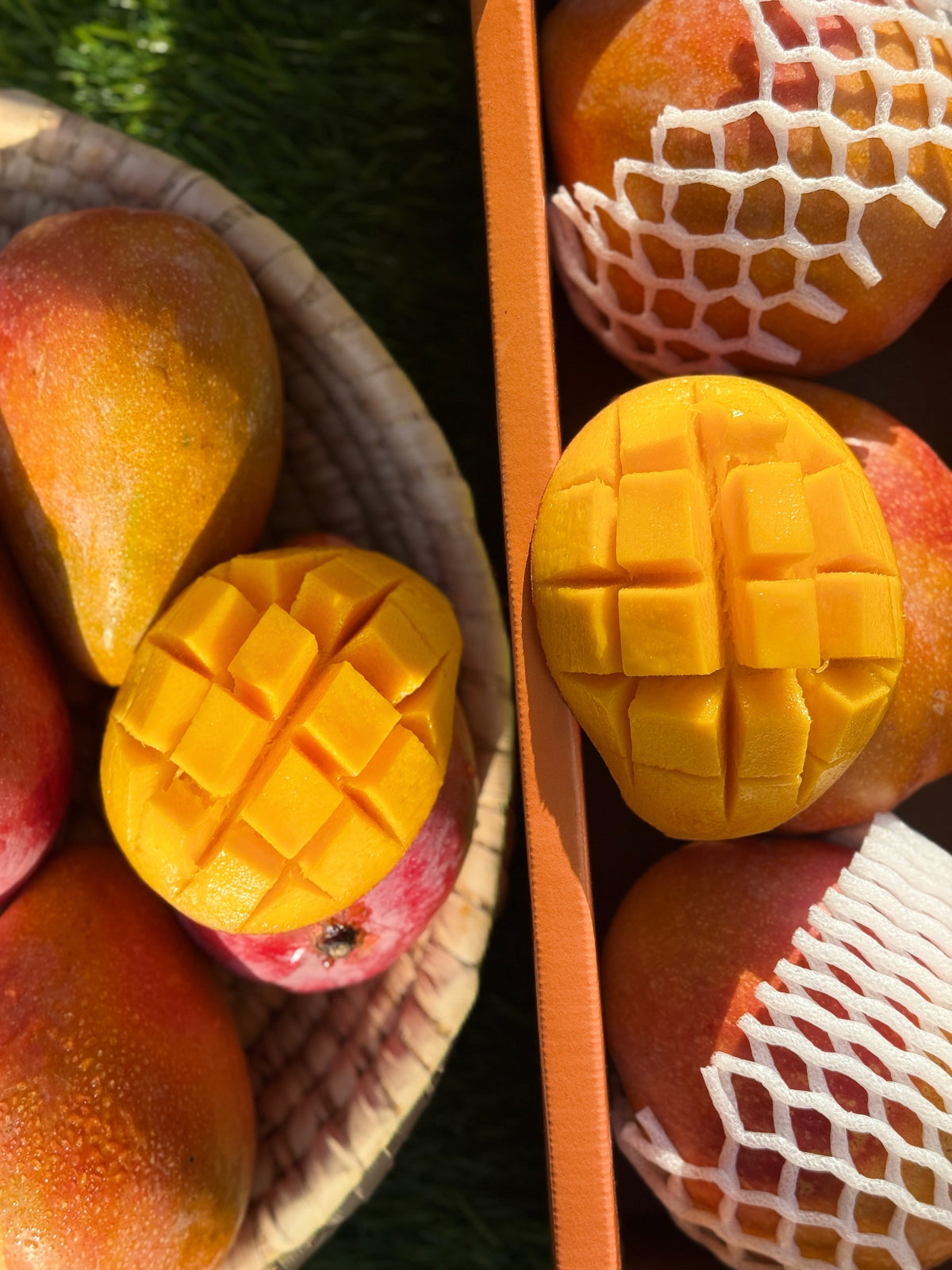 Mango Dubai