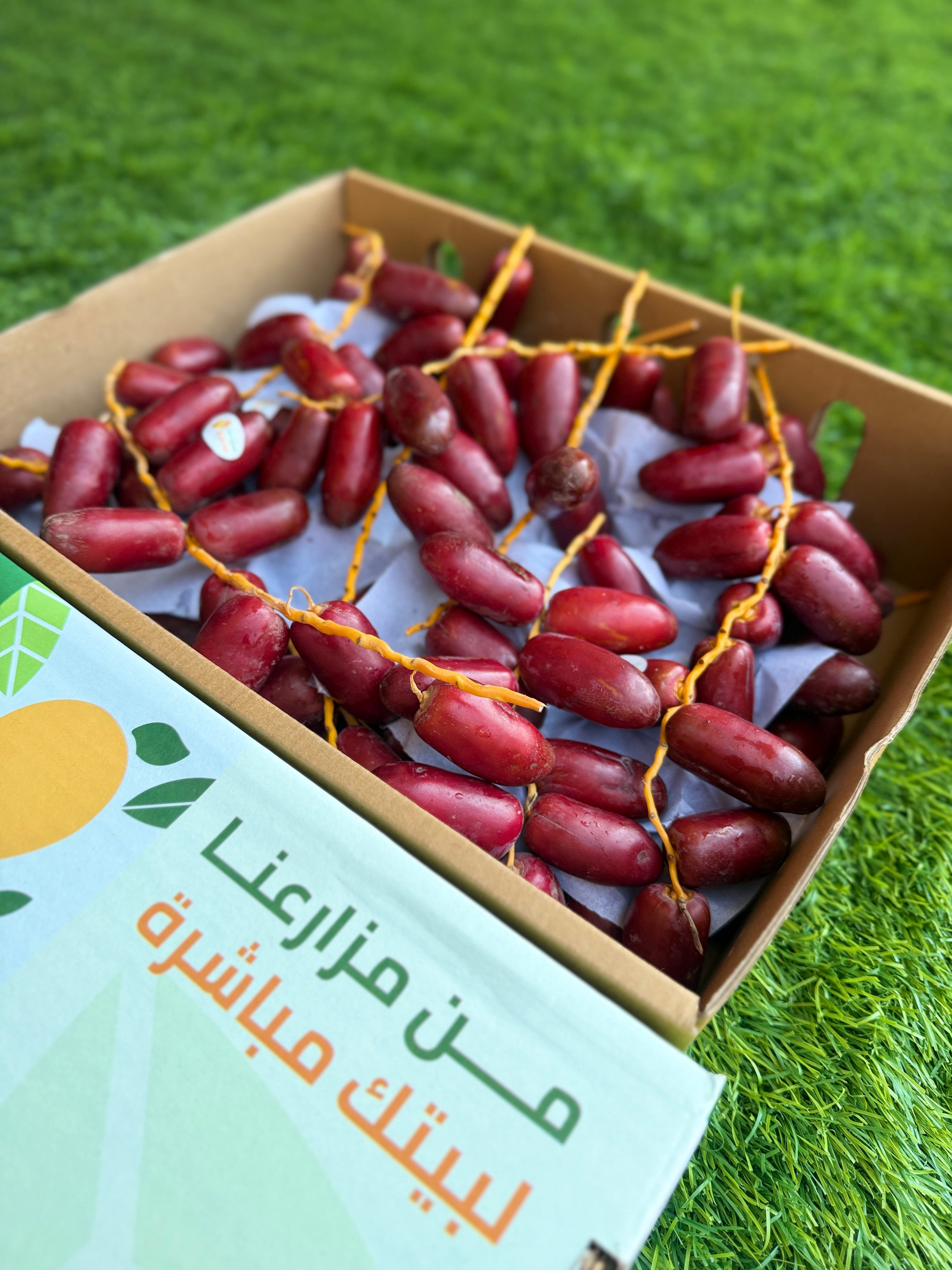 Dates Zaghloul