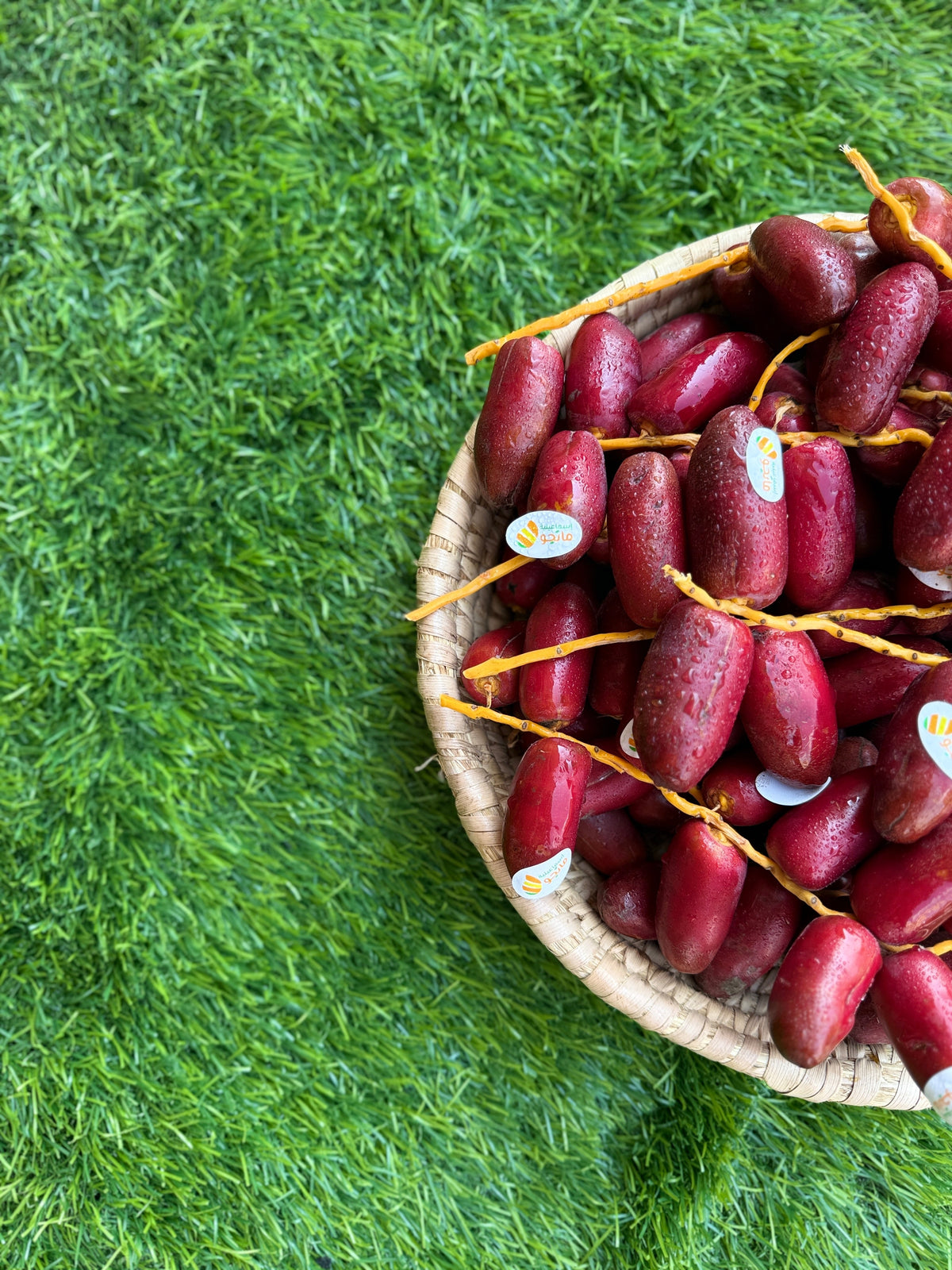 Dates Zaghloul