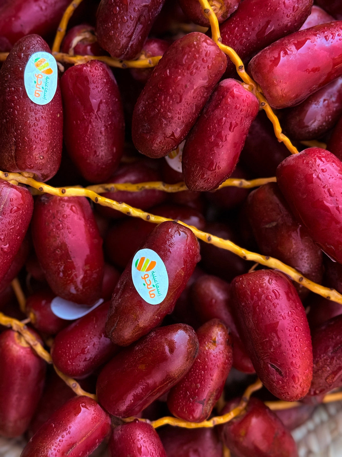 Dates Zaghloul