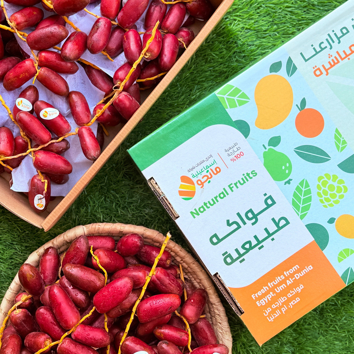 Dates Zaghloul